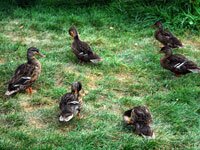 Ducks on the Beach